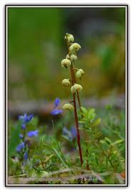 Attēlu rezultāti vaicājumam “Pyrola chlorantha”