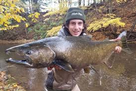Image result for Oncorhynchus tshawytscha