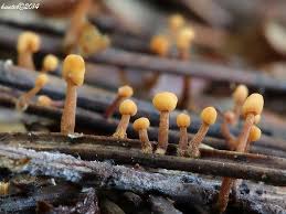 Attēlu rezultāti vaicājumam “Heyderia abietis”