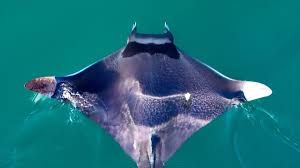 Image result for Mobula thurstoni
