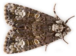 Attēlu rezultāti vaicājumam “Craniophora ligustri”