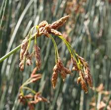 Attēlu rezultāti vaicājumam “Schoenoplectus lacustris subsp. glaucus flower”