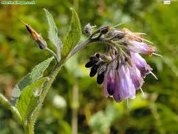 Attēlu rezultāti vaicājumam “Symphytum asperum”