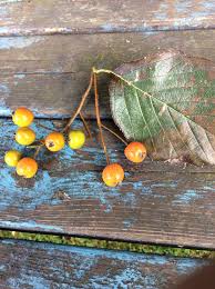 Attēlu rezultāti vaicājumam “Sorbus intermedia fruit”