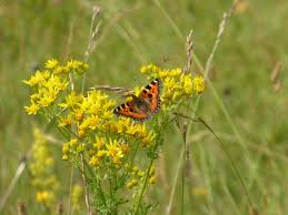 Attēlu rezultāti vaicājumam “Jacobaea paludosa flower”