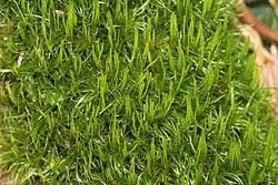 Attēlu rezultāti vaicājumam “Dicranum bergeri”