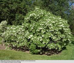 Attēlu rezultāti vaicājumam “Chionanthus virginicus flower”