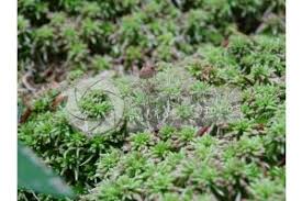 Attēlu rezultāti vaicājumam “Sphagnum capillifolium”