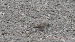 Image result for Calandrella rufescens