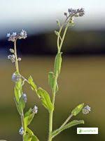 Attēlu rezultāti vaicājumam “Myosotis sparsiflora leaf”