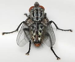 Attēlu rezultāti vaicājumam “Sarcophagidae”