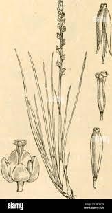 Attēlu rezultāti vaicājumam “Triglochin palustre”