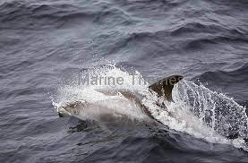 Image result for Lagenorhynchus albirostris