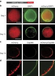 Attēlu rezultāti vaicājumam “Lignydium muscorum plasmodium”