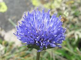 Attēlu rezultāti vaicājumam “Jasione montana flower”