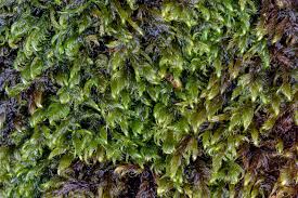 Attēlu rezultāti vaicājumam “Warnstorfia exannulata”