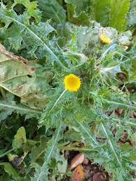 Attēlu rezultāti vaicājumam “Sonchus asper”