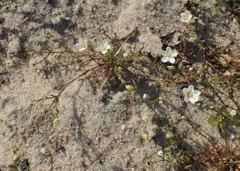 Attēlu rezultāti vaicājumam “Sagina nodosa”