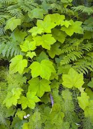 Attēlu rezultāti vaicājumam “Rubus plicatus leaf”