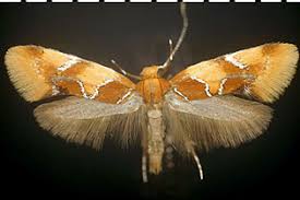 Attēlu rezultāti vaicājumam “Oecophoridae”