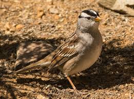 Image result for Zonotrichia leucophrys