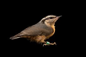 Image result for Sitta canadensis