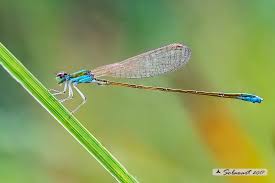 Attēlu rezultāti vaicājumam “Nehalennia speciosa”