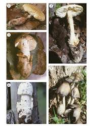 Attēlu rezultāti vaicājumam “Amanita strobiliformis”