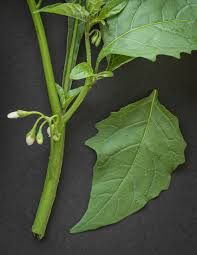 Attēlu rezultāti vaicājumam “Solanum nigrum leaf”
