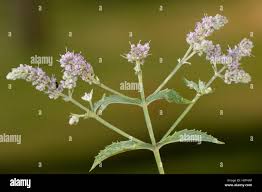 Attēlu rezultāti vaicājumam “Mentha longifolia flower”