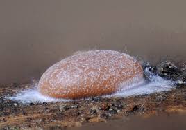 Attēlu rezultāti vaicājumam “Dictydiaethalium plumbeum macro”