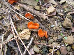 Attēlu rezultāti vaicājumam “Melastiza chateri”