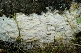 Attēlu rezultāti vaicājumam “Skeletocutis odora”