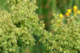 Attēlu rezultāti vaicājumam “Rumex aquaticus”