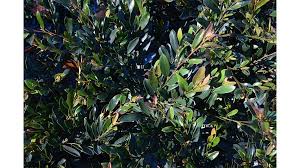 Attēlu rezultāti vaicājumam “Diderma radiatum young”