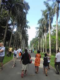 Image result for шри ланка королевский ботанический сад
