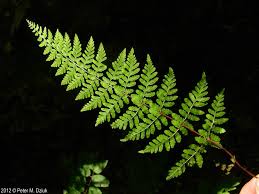 Attēlu rezultāti vaicājumam “Pohlia bulbifera”