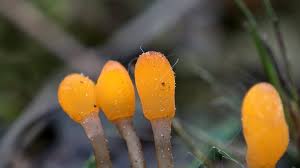 Attēlu rezultāti vaicājumam “Mitrula paludosa”