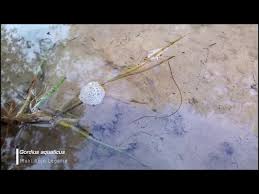 Attēlu rezultāti vaicājumam “Gordius aquaticus”