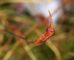 Attēlu rezultāti vaicājumam “Dicranella heteromalla”