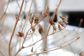 Attēlu rezultāti vaicājumam “Syringa vulgaris fruit”