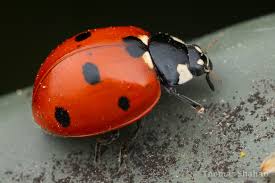 Attēlu rezultāti vaicājumam “Coccinella septempunctata”