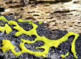 Attēlu rezultāti vaicājumam “Physarum conglomeratum sessile”