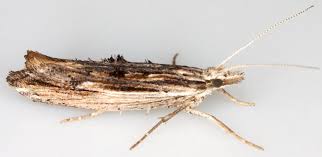 Attēlu rezultāti vaicājumam “Ypsolopha scabrella”