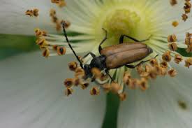 Attēlu rezultāti vaicājumam “Paracorymbia maculicornis”