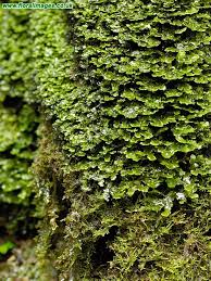 Attēlu rezultāti vaicājumam “Pellia endiviifolia”