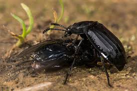 Attēlu rezultāti vaicājumam “Silpha obscura larva”