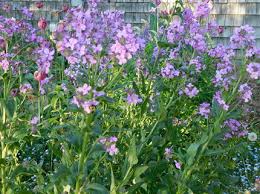 Image result for Hesperis matronalis