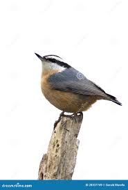 Image result for Sitta canadensis