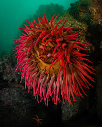 Attēlu rezultāti vaicājumam “Urocystis anemones”